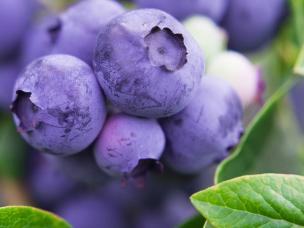 Watering camellias, blueberries and other acid loving plants