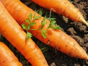 The best British vegetables to grow at home