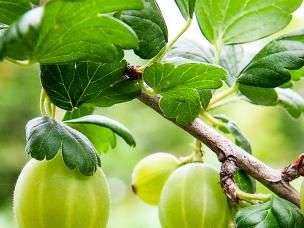 Feeding fruit bushes