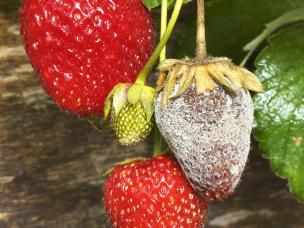 11 common fruit and vegetable diseases