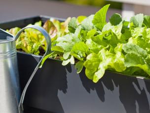Growing fruit and veg in containers