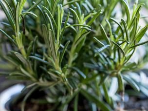 Les Plantes Médicinales
