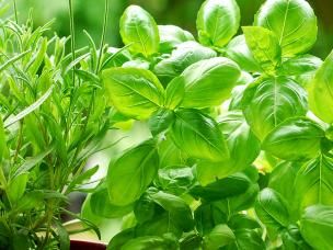 Growing herbs for cooking