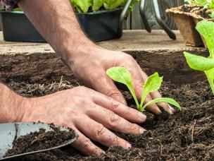 How to create a vegetable garden