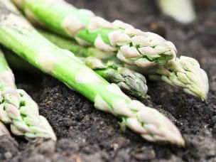 How to grow asparagus
