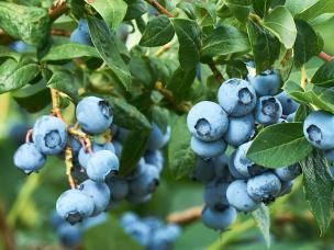 Heidelbeeren Strauch