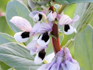 How to grow broad beans