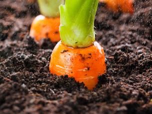 Comment cultiver des carottes 