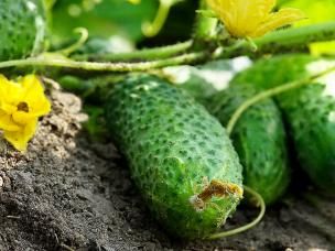 Gurken anbauen