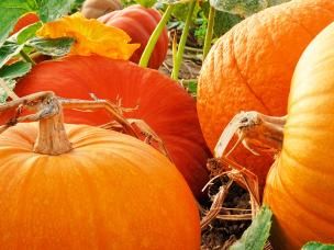 How to grow pumpkins