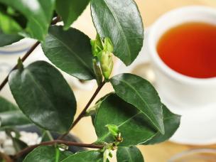 How to grow tea