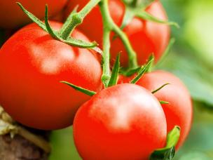 Comment cultiver les tomates 