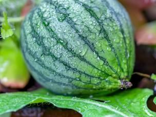 How to grow watermelon