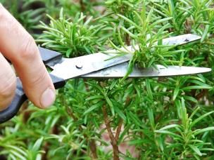 How to start growing herbs in your garden
