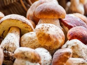 Les Champignons Comestibles