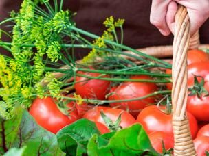 Jardin Potager