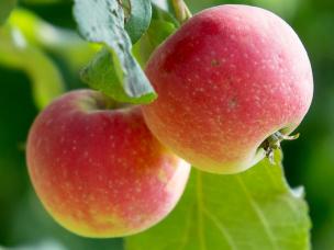 Arbres Fruitiers Originaux