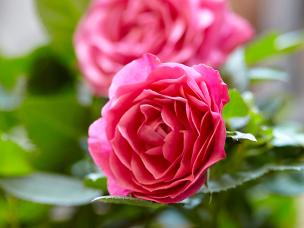 Growing patio roses in pots | Love the Garden