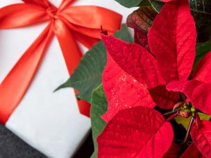 Caring for Christmas houseplants