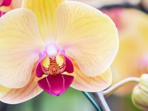 How to grow and care for Orchids