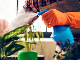 How to feed and water houseplants