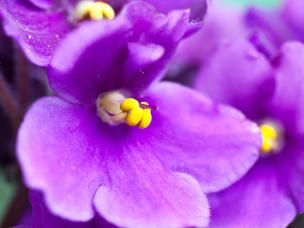 Growing successful indoor houseplants