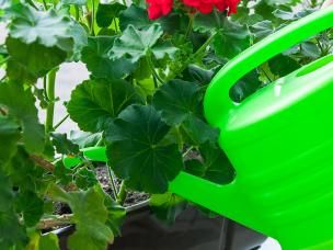 How to water houseplants