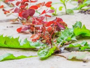 Marre des mauvaises herbes ?