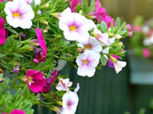 Colourful containers and beautiful baskets