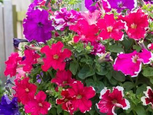 How to plant a hanging basket