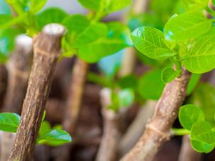 Growing from hardwood cuttings