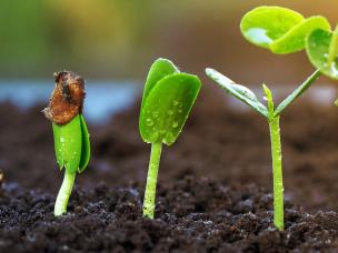 How to germinate seeds | Love the Garden