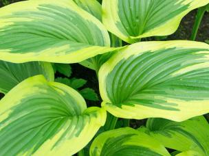 How to split perennials