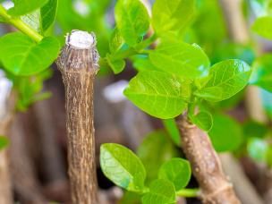 Rooting stems and cuttings