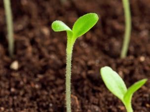 A guide to sowing seeds outdoors