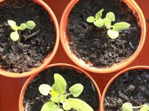 Sowing seeds indoors