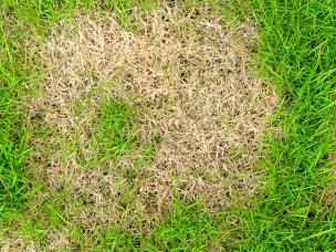 Common lawn problems and how to fix them