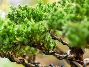 Bonsai tree care
