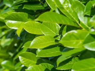 Fast growing hedges for privacy