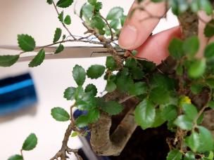 How to prune a bonsai tree like Mr Miyagi