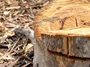 How to remove tough tree stumps and roots