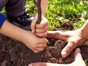Moving trees and shrubs