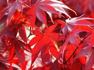 Trees for small gardens