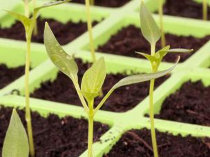 What is propagation and how do I do it?