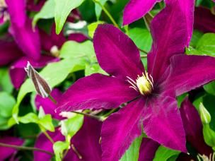 When to prune Clematis