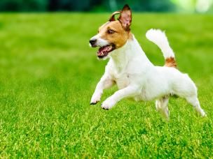 Quick guide to a great looking, healthy lawn