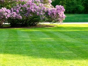 Spring lawn care