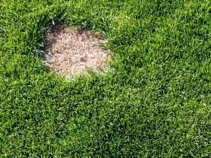How to repair lawn patches