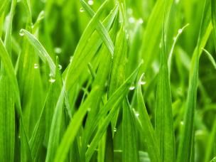 Tips to kick start your lawn