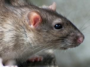 Rats and mice